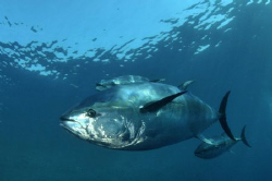A captured 450kg Bluefin. Although very saddened by the p... by Paul Colley 